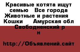 Красивые котята ищут семью - Все города Животные и растения » Кошки   . Амурская обл.,Свободненский р-н